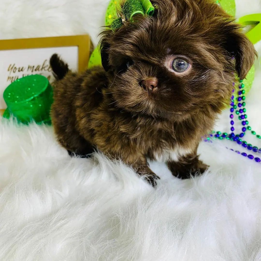 PRINCE, 11-week-old male Shih Tzus puppy